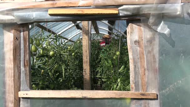 Hombre jardinero con sombrero de paja regando plantas de tomates crudos con lata en invernadero. 4K — Vídeo de stock