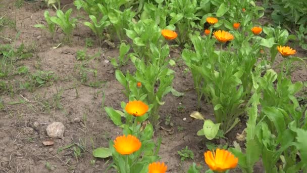 Kruidkundige meisje oogst Goudsbloem kruid bloemen aan rieten mand. 4k — Stockvideo