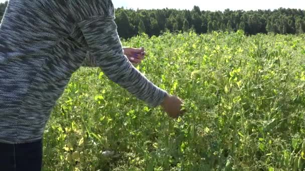 Женщина-фермер собирает спелые гороховые стручки на сельской плантации. 4K — стоковое видео