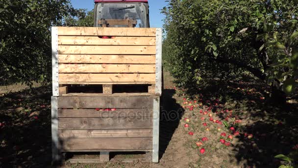 Tractor pick up wooden crates boxes full of apple fruits and transport. 4K — Stock Video