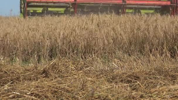 batteuse à grains combiner récolte machine épis de seigle de blé dans les champs agricoles d'été. 4K 