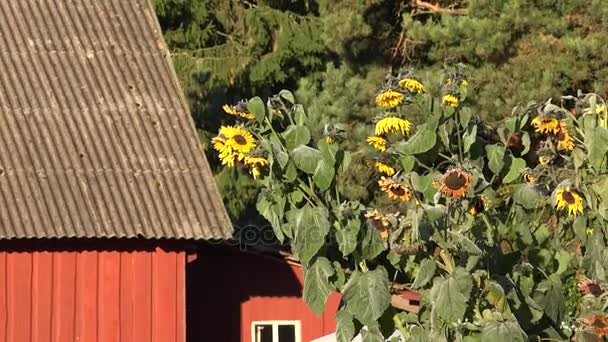 Zonnebloem tuin uitzoomen om houten rood geschilderde landhuis. 4k — Stockvideo