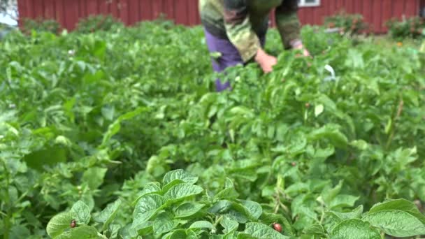 Ręka senior kobiety zbierają colorado chrząszczy z ziemniaków. 4k — Wideo stockowe