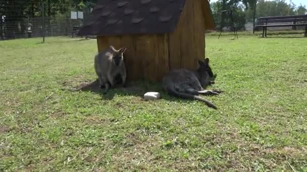 Животные кенгуру лежат на траве возле деревянного дома в зоологическом саду — стоковое видео