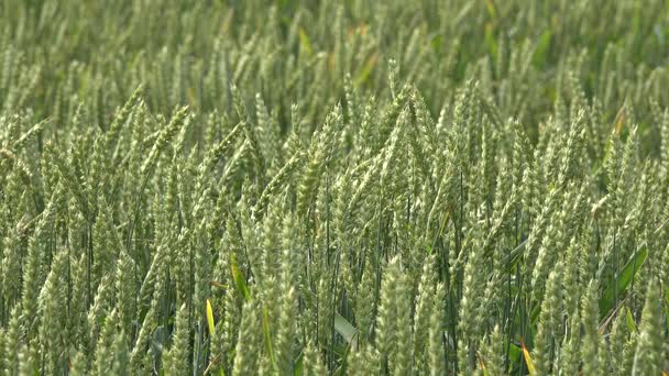 La espiga de centeno de trigo se mueve en el viento en el campo agrícola rural. 4K — Vídeo de stock