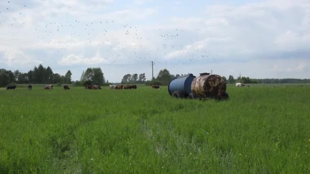 Kuhherden fressen Gras und Wasserfässer im Grünland. 4k — Stockvideo