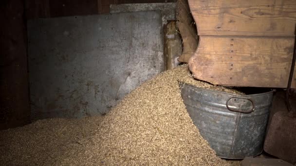 Paja y paja siguen cayendo de la máquina de tamizado de grano — Vídeos de Stock