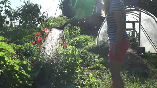 Mujer joven riego jardín decorativo amapola en el día de verano. 4K — Vídeos de Stock