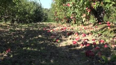 Terk edilmiş meyve bahçesi ağaç salonu ve düşeş meyve yalan yere Güz. 4k