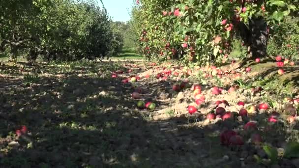 Abandoned orchard tree alley and windfall fruits lie on ground in autumn. 4K — Stock Video