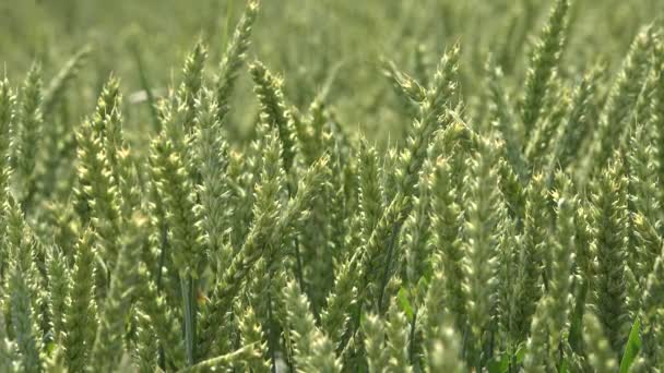 夏の畑の穀物トウモロコシ スイングのクローズ アップ。4 k — ストック動画