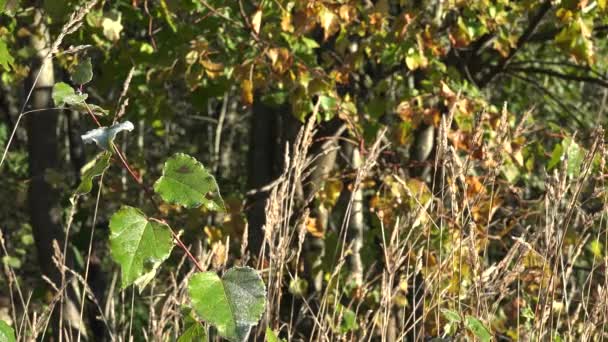 Réti fű és fa a kora őszi reggel. 4k — Stock videók