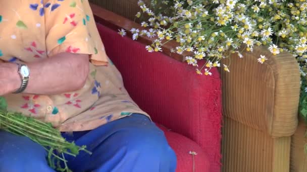 Руки пожилой женщины собирают травяные цветы из ромашки. 4K — стоковое видео