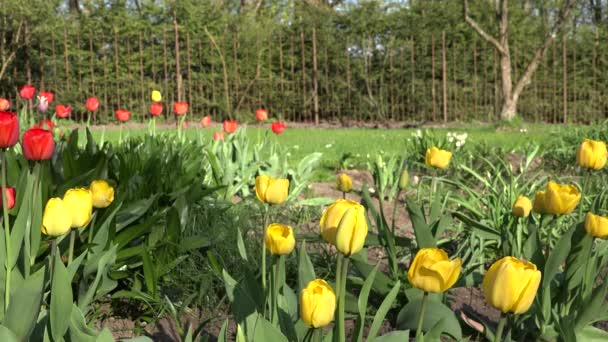 Coloridas flores de tulipán en un soleado parque de primavera verde, jardín. 4K — Vídeo de stock