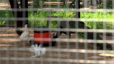 İçme ve yemek egzotik kuşlar. Kafes demir parmaklıklardan görüntülemek