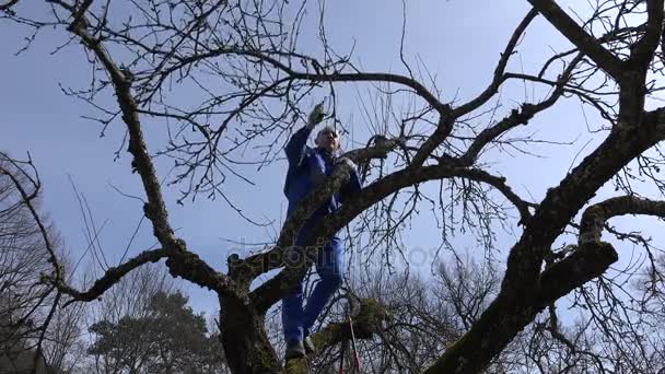 Agricultor poda galhos de árvores de fruto no pomar em fundo céu azul . — Vídeo de Stock