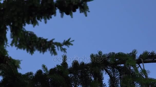 Branches de sapin résineux avec des cônes se déplacent sous fond de ciel bleu. 4K — Video