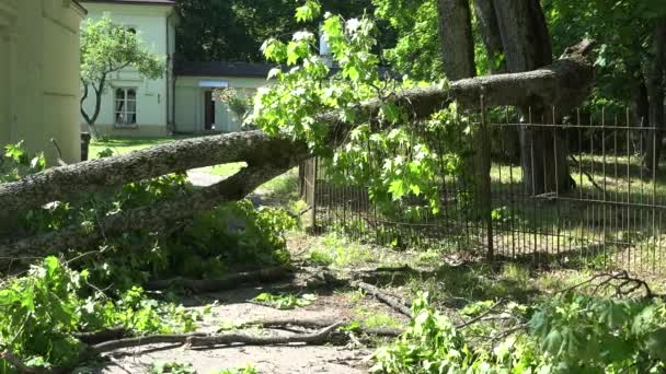 Těžký strom větví padlých na plot a vchodu do bytového domu — Stock video