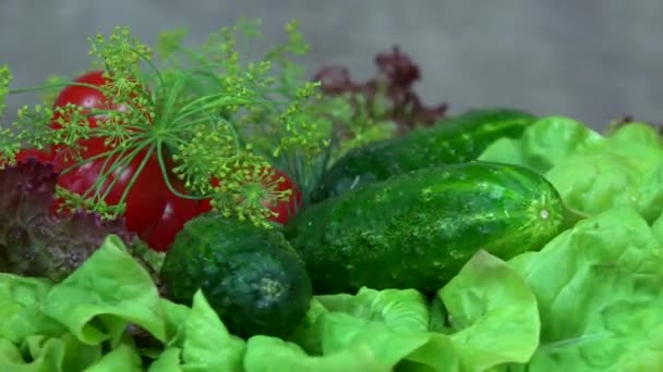 Tomate, pepino, alface e endro legumes. plataforma giratória no sentido anti-horário — Vídeo de Stock