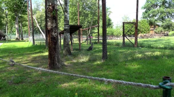 Eagle in gevangenschap. Vogel in kooi lopen — Stockvideo