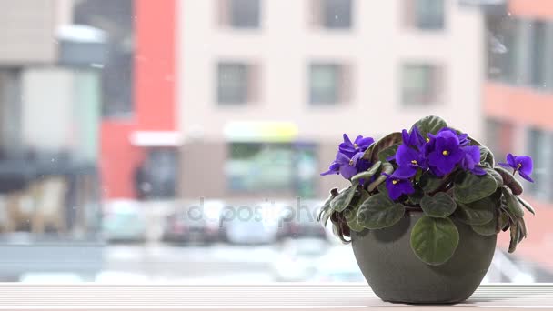 Flor violeta africana no peitoril da janela e flocos de neve caem ao ar livre no inverno — Vídeo de Stock