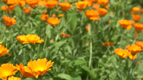 Goudsbloem kruid plant bloemen verplaatsen in de wind in landelijke tuin plantage. 4k — Stockvideo