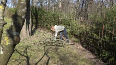 Kız toplamak Bahçe avlusunda dalları kes. Mevsimlik Bahçe çalışma. 4k