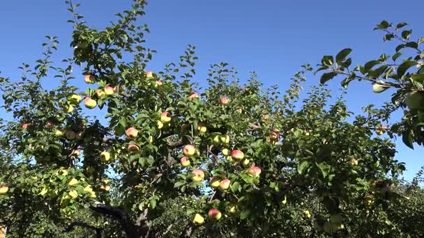 Яблоня с фруктами в саду во время сбора урожая. 4K — стоковое видео