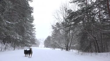kar kaplı orman yolu kış zaman siyah köpek yürüyüş. 4k