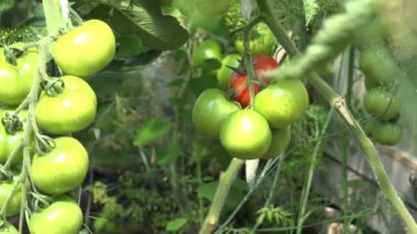 sera içinde küçük yeşil meyve taze Eko domates twig. 4k