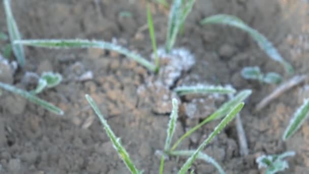 Frosted winter grain crop in field. First cold autumn time. 4K — Stock Video