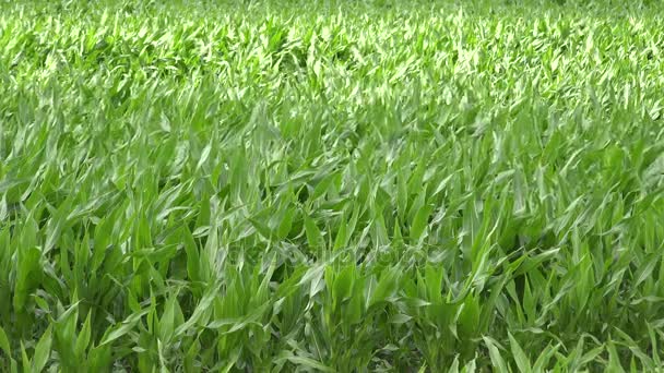 Tracteur de campagne fertiliser les champs de maïs à la saison estivale. 4K — Video
