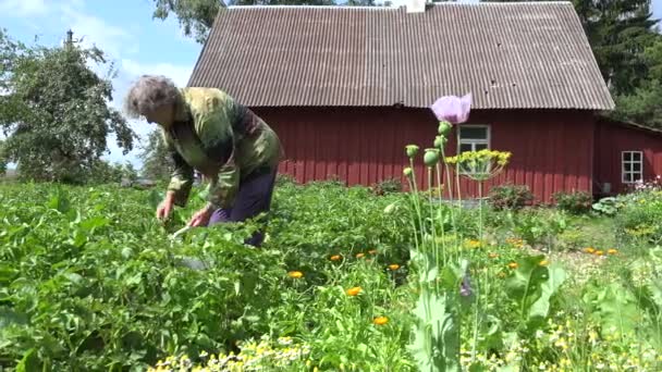 Vieja mujer recoger escarabajo colorado de jardín de plantas de patata. 4K — Vídeos de Stock