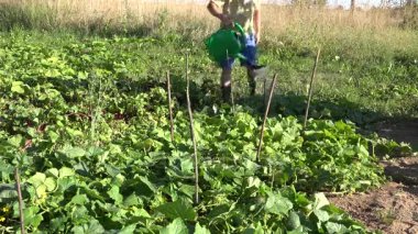 erkek çocuk sulama olabilir ile çiftlik çiftlik salatalık sebze bitkilerde su dök. 4k