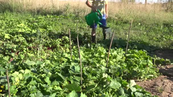 水まき缶を持つ国の男性少年は、キュウリ野菜農場プランテーションに水を注ぐ。4 k — ストック動画