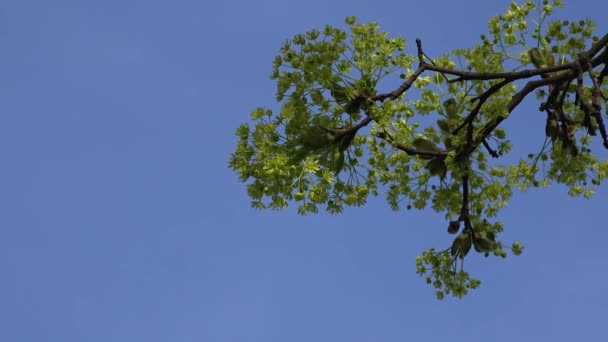 Крупный план цветущей ветки кленового дерева на фоне голубого неба. 4K — стоковое видео