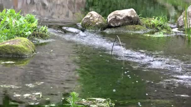 Das Bachwasser fließt zwischen Steinen im Park. 4k — Stockvideo