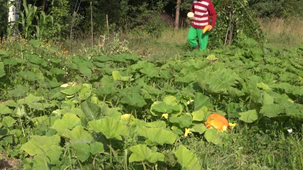 Farmář kovboj sklizeň cuketa rostliny a procházkou po farmě zeleninové plantáže. 4k — Stock video