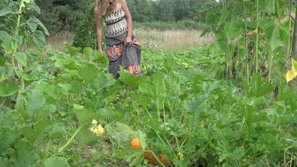 Mujer jardinero cosechando calabacín calabacín con cuchillo y llevar verduras en el jardín de verano. 4K — Vídeo de stock