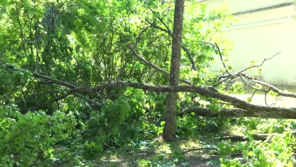 Ogromne drzewo gałąź spadła mieszkalny ogrodzenie domu po burzy. — Wideo stockowe