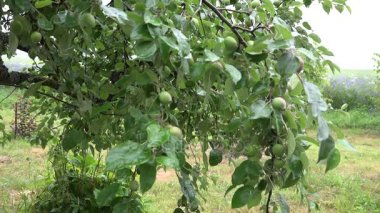 Yaz bahçesinde elma ağacı dal, yağmurlu bir gün. 4k