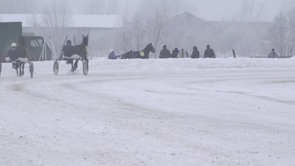 Course de chevaux de train dans l'hippodrome à froid blanc journée d'hiver. 4K — Video