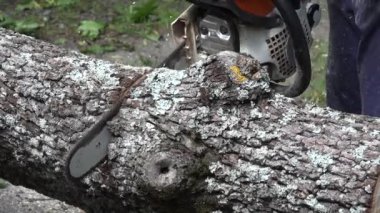 Testere Kesim ahşap ağaç gövdesi kapatmak.