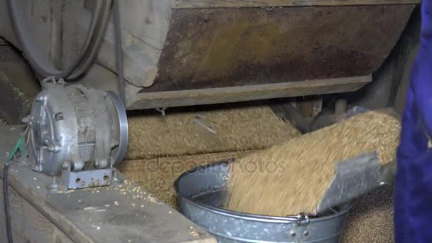 Tamiz de la máquina de grano y manos obreras dibujar avena y verter en cubo de acero — Vídeos de Stock