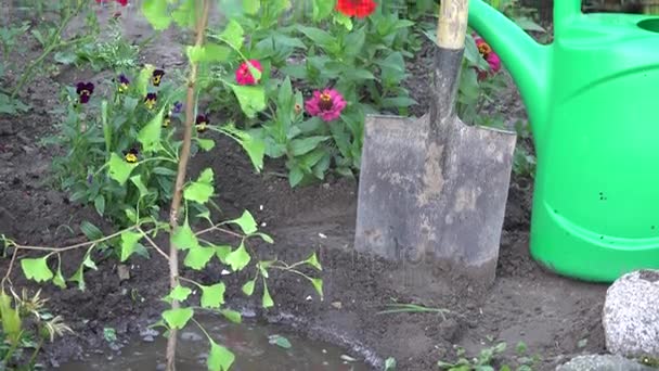Tilta upp färska maidenhair tree plantor i trädgården på sommaren. 4k — Stockvideo