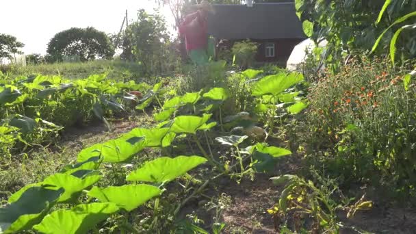 Joven jardinero hombre rociar protección contra la maleza propio jardín. 4K — Vídeos de Stock