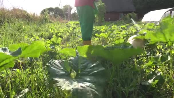 Abobrinha e legumes de abóbora pulverização na fazenda. Fechar. 4K — Vídeo de Stock