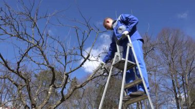 alt ağaç dalı bahar zaman bahçede merdiveninde adamım. 4k