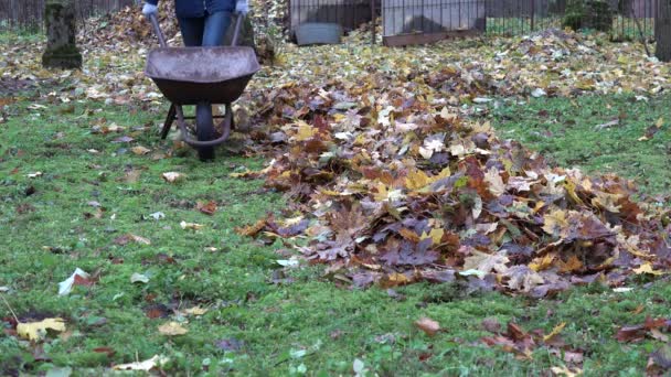 Садовница загружает ржавую тележку с сухими листьями на осеннем заднем дворе. 4K — стоковое видео