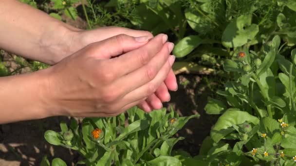 Woman hands show marigold flower bloom hidden in arms. 4K — Stock Video